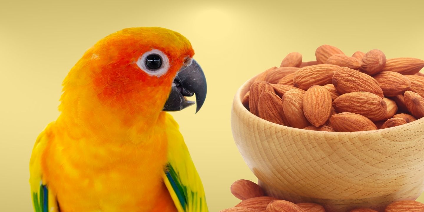 Can Birds Eat Almonds? A Comprehensive Guide