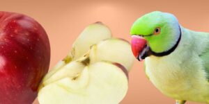 Can Birds Eat apples?