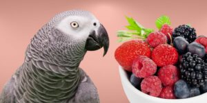 Can Birds Eat berries?