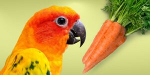 Can Birds Eat carrots?