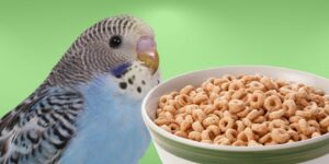 Can Birds Eat cheerios?