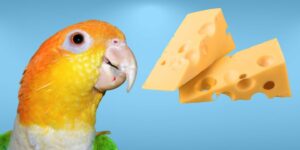 Can Birds Eat cheese?