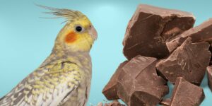 Can Birds Eat chocolate?