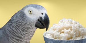 Can Birds Eat cooked rice?