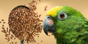 Can Birds Eat flax seeds?