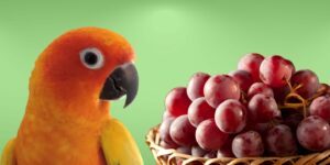 Can Birds Eat grapes?