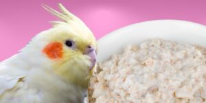 Can Birds Eat oatmeal?
