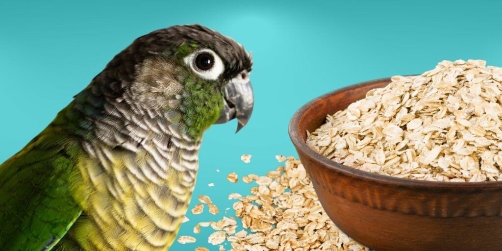 Can Birds Eat oats?