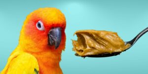 Can Birds Eat peanut butter?