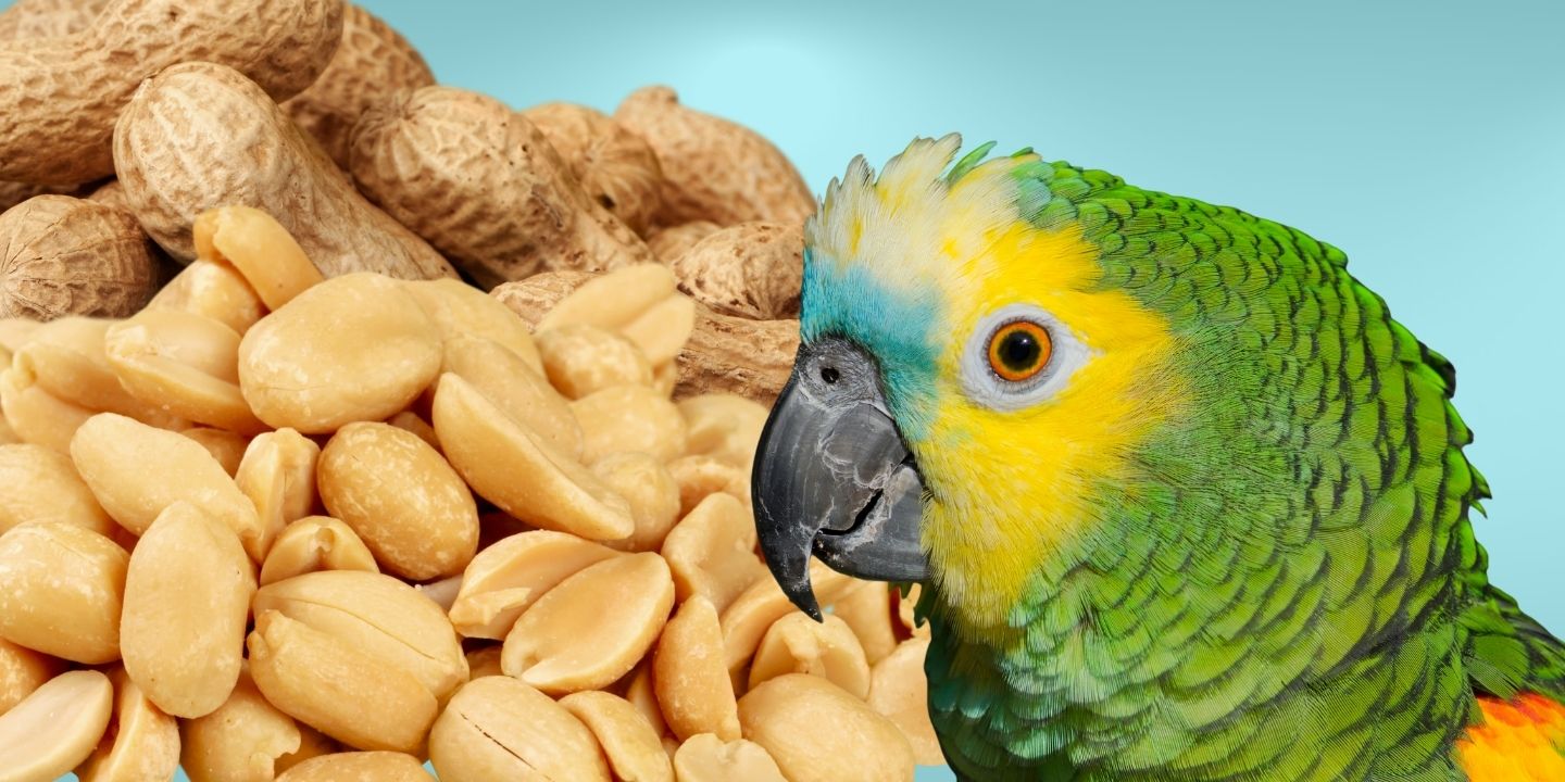 Can Birds Eat Peanuts? The Dos and Don'ts