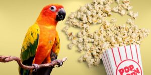 Can Birds Eat popcorn?