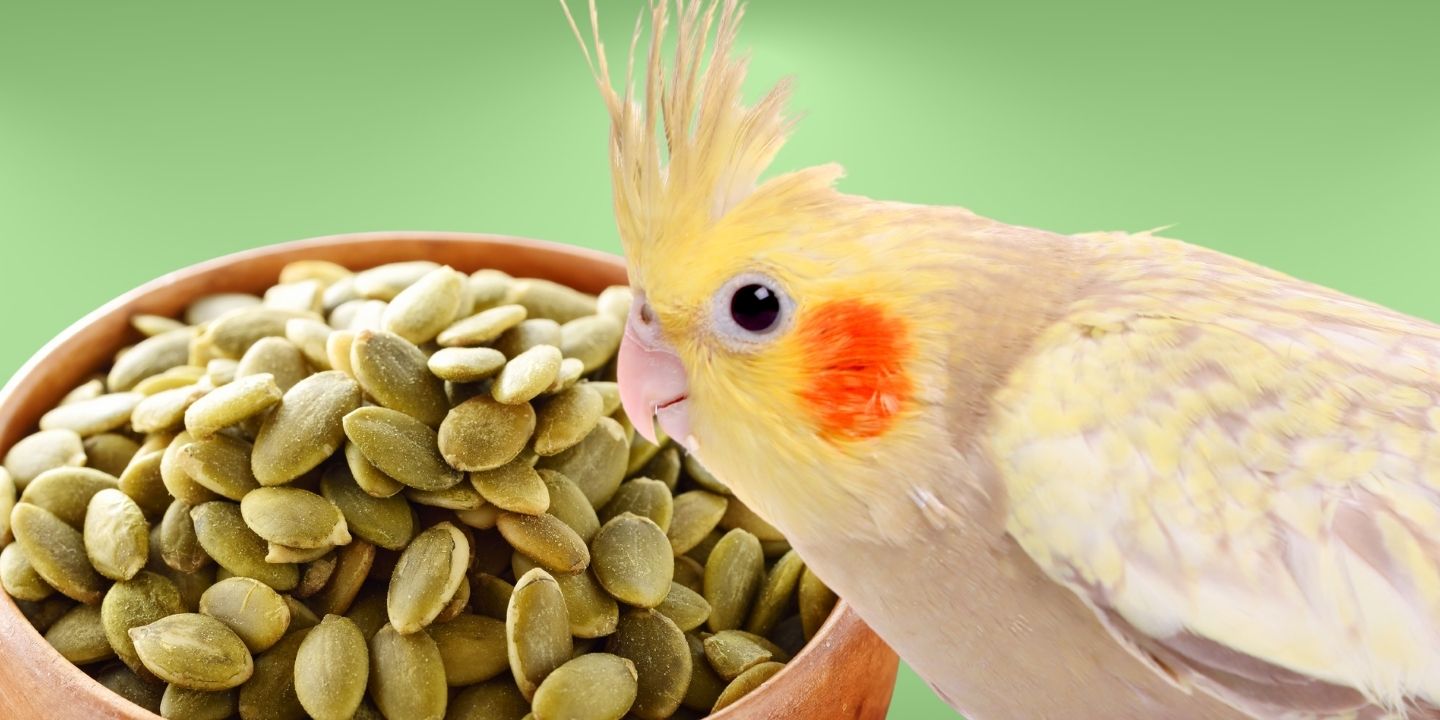 Can Birds Eat Pumpkin Seeds? A Comprehensive Guide