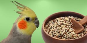 Can Birds Eat quinoa?