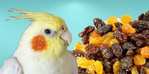 Can Birds Eat raisins?