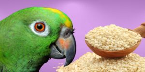 Can Birds Eat sesame seeds?