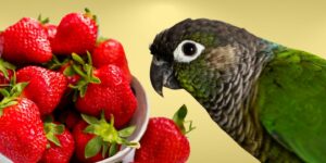 Can Birds Eat strawberries?