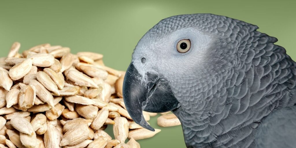 Can Birds Eat sunflower seeds?