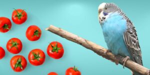 Can Birds Eat tomatoes?