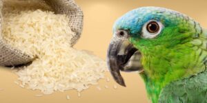 Can Birds Eat uncooked rice?