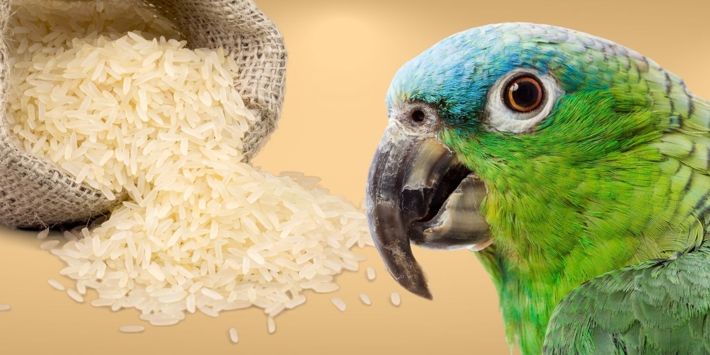 can-birds-eat-uncooked-rice-the-dos-and-don-ts