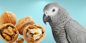 Can Birds Eat walnuts?