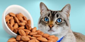 Can Cats Eat almonds?
