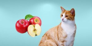 Can Cats Eat apple?