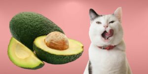Can Cats Eat avocado?
