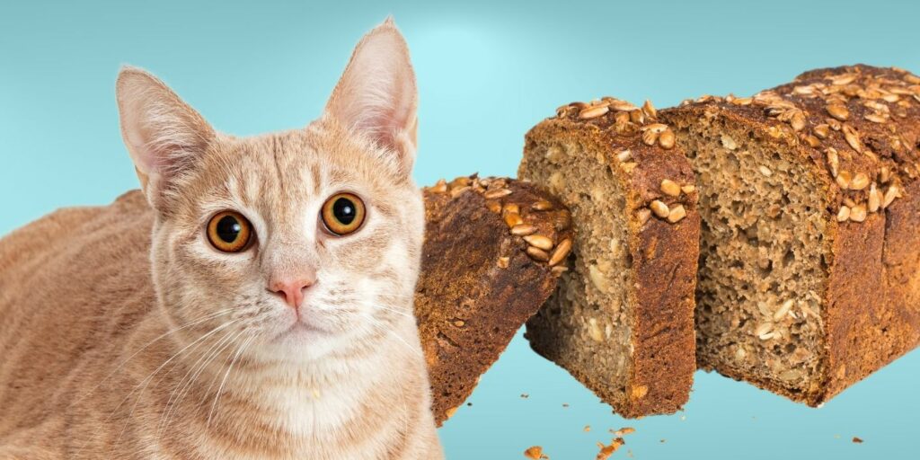 Can Cats Eat banana bread?