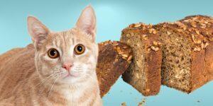 Can Cats Eat banana bread?