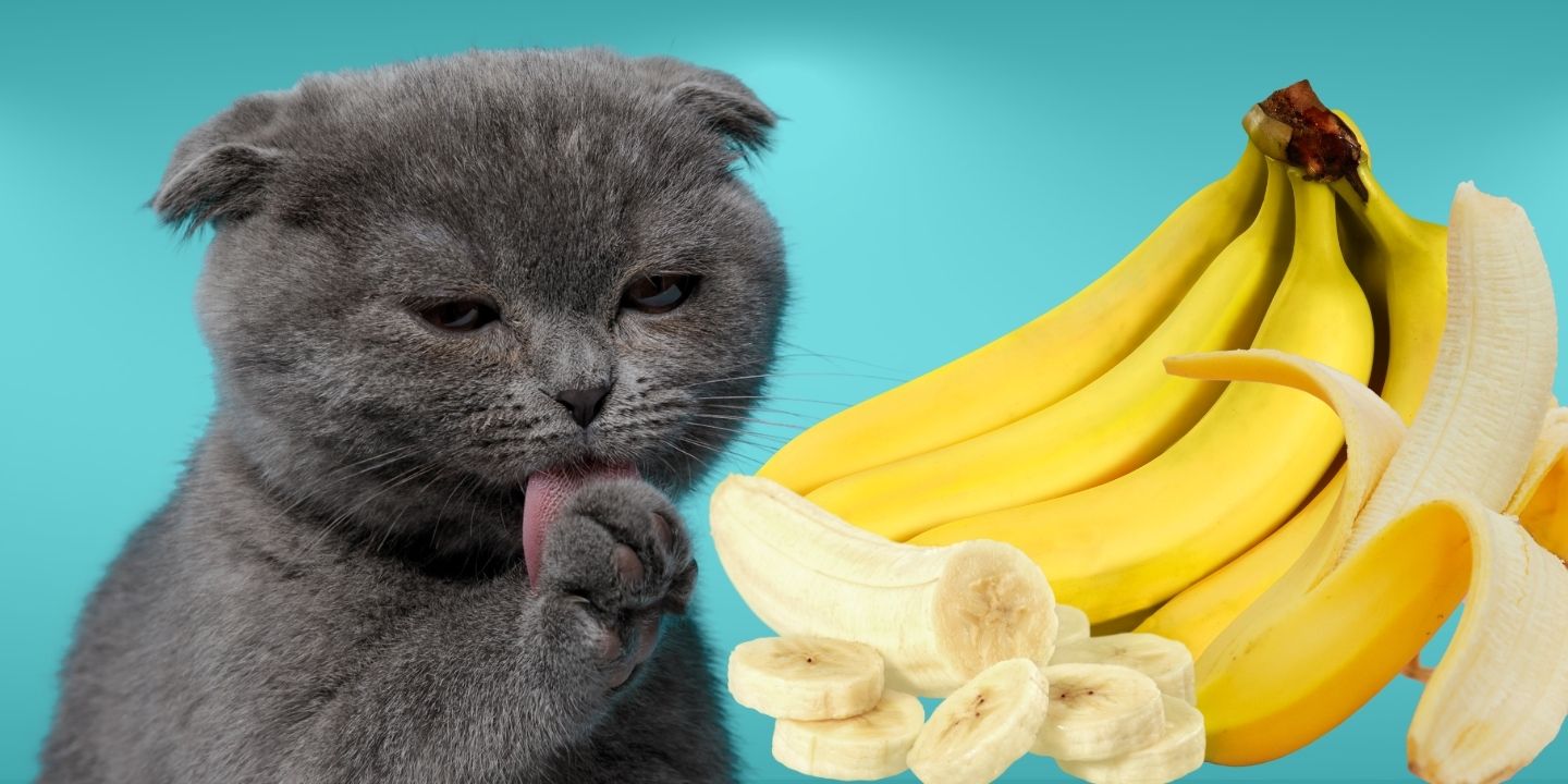 Can Dogs Eat Bananas? A Comprehensive Guide