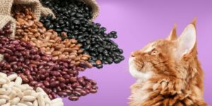 Can Cats Eat beans?