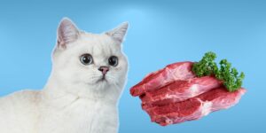 Can Cats Eat beef?