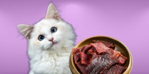 Can Cats Eat beef jerky?
