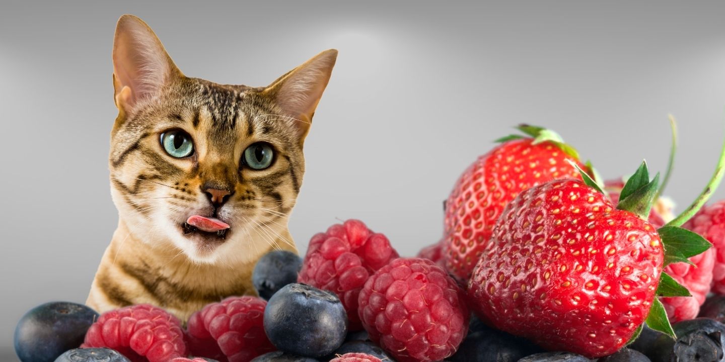 Can Cats Eat Berries? A Comprehensive Guide