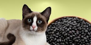 Can Cats Eat black beans?