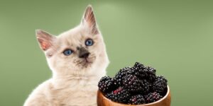 Can Cats Eat blackberries?