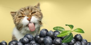 Can Cats Eat blueberries?