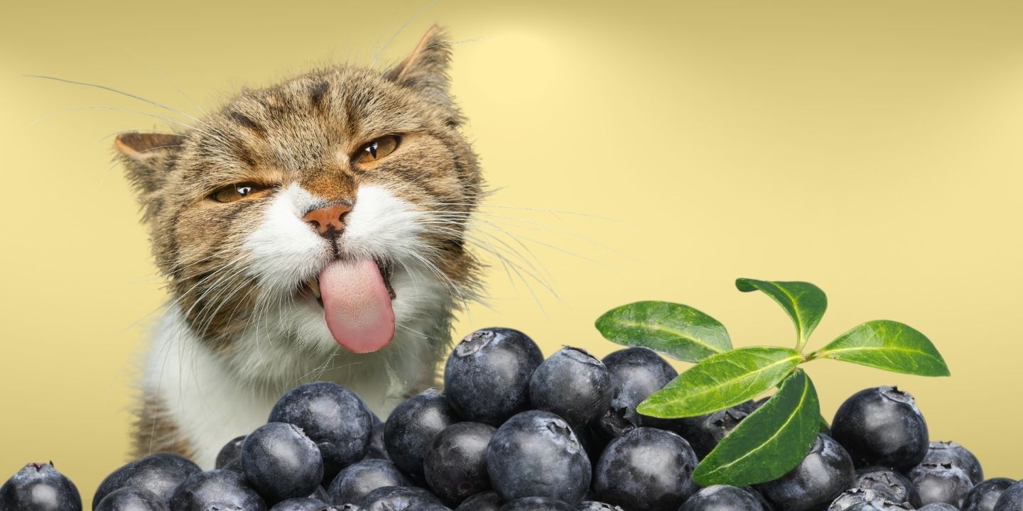 Can Cats Eat Blueberries? Everything You Need To Know