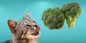 Can Cats Eat broccoli?