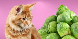 Can Cats Eat brussel sprouts?