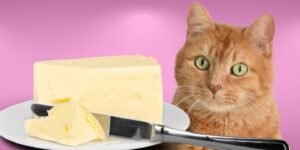 Can Cats Eat butter?