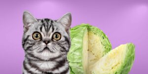 Can Cats Eat cabbage?