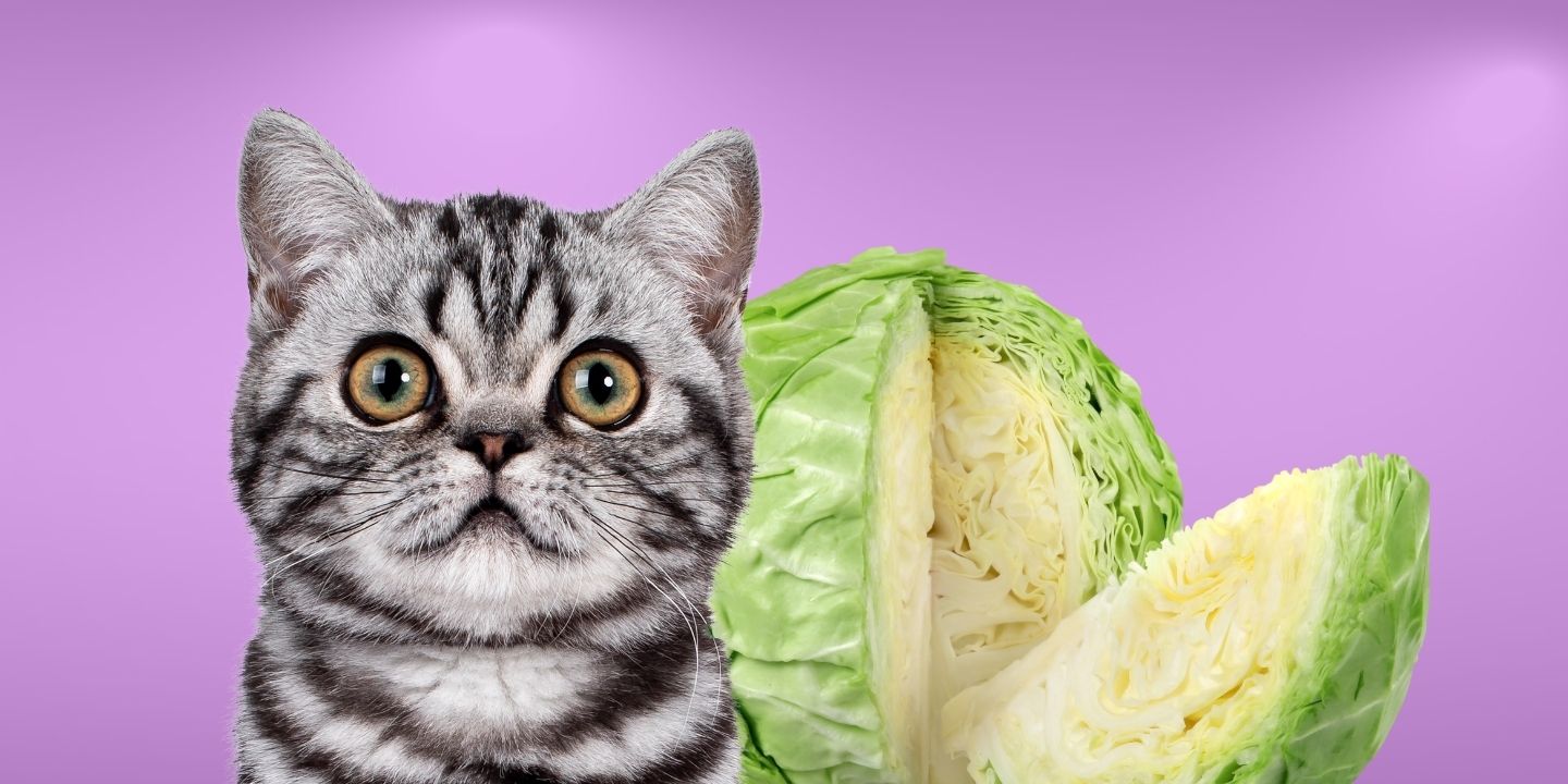 Can Cats Eat Cabbage? The Surprising Answer