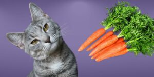 Can Cats Eat carrots?