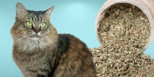 Can Cats Eat catnip?