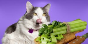 Can Cats Eat celery?