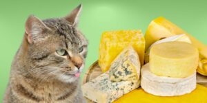 Can Cats Eat cheese?