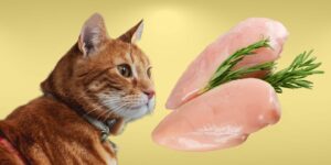 Can Cats Eat chicken?