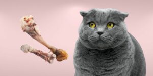 Can Cats Eat chicken bones?